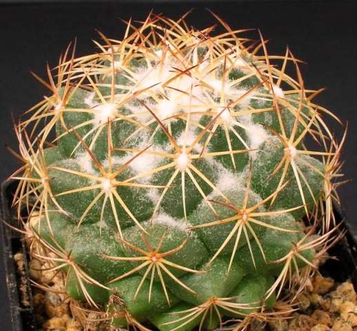 Coryphantha_sulcolanata